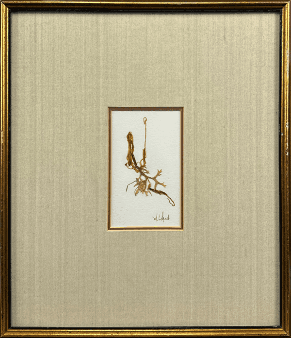 A carefully arranged piece of marine flora, this preserved seaweed artwork highlights the diversity and delicate beauty of ocean plants. Its golden frame accentuates the natural tones and forms, providing an elegant display of underwater life.