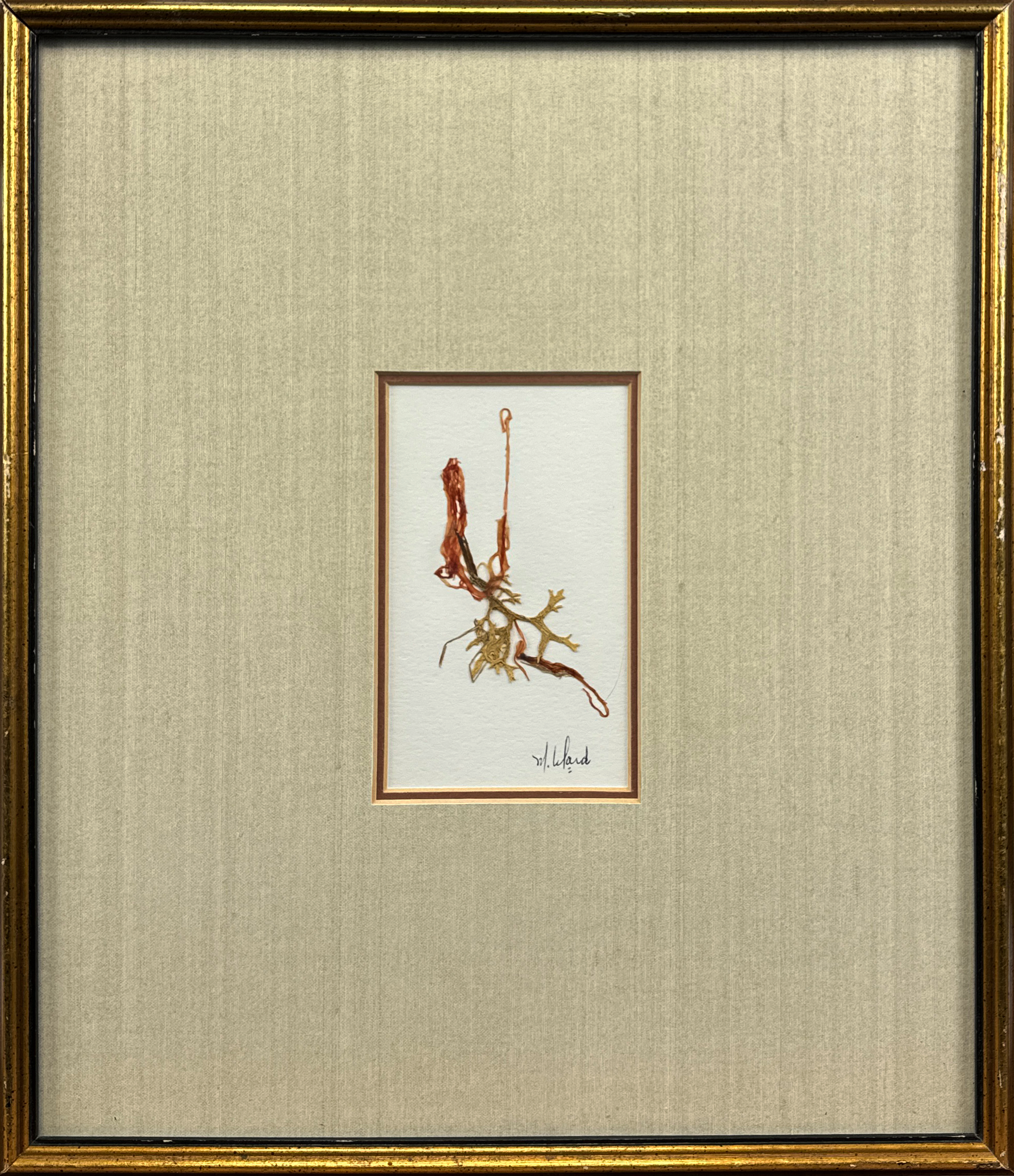 A carefully arranged piece of marine flora, this preserved seaweed artwork highlights the diversity and delicate beauty of ocean plants. Its golden frame accentuates the natural tones and forms, providing an elegant display of underwater life.