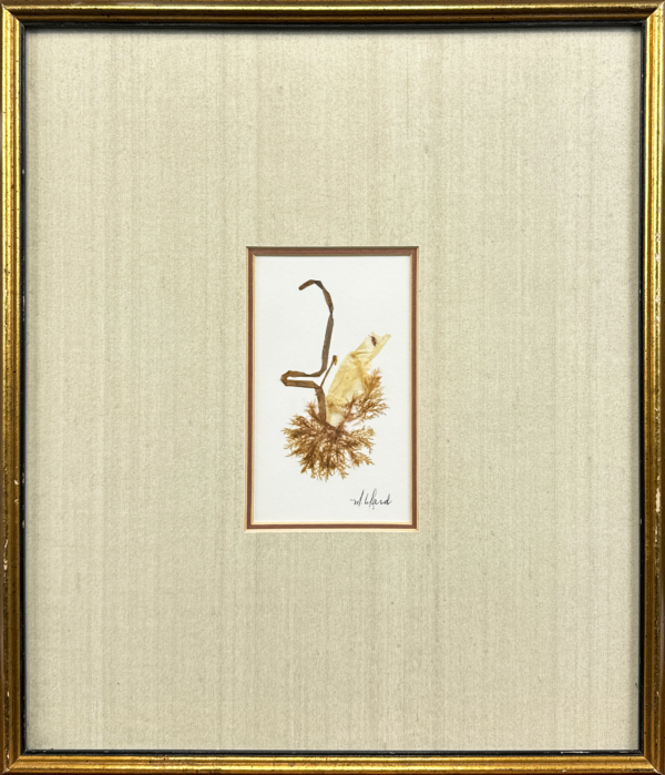 A delicately preserved seaweed composition showcasing the organic beauty of marine flora. This unique piece by the artist captures the natural textures and intricate details of underwater plant life as a frog, framed in a minimalist golden border.