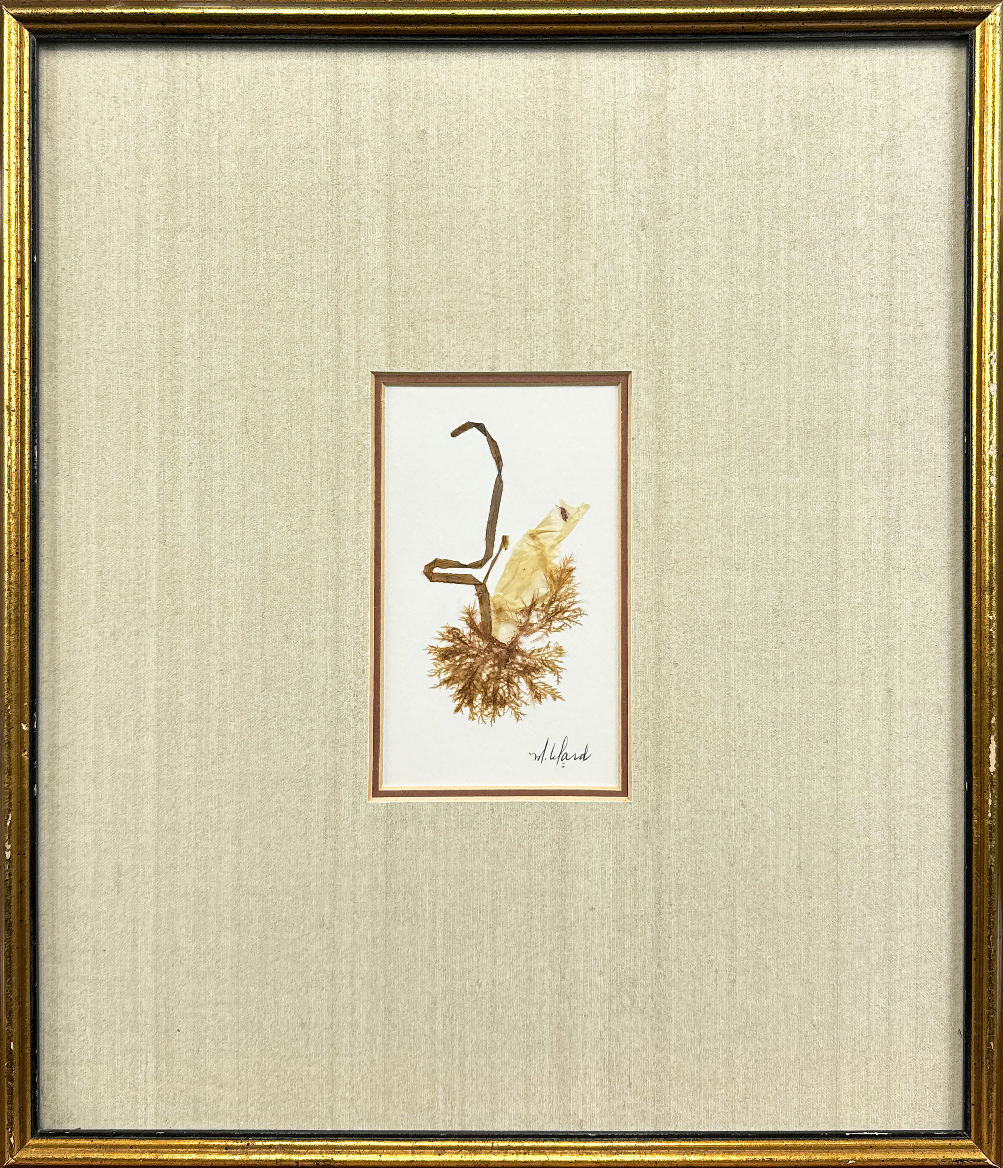 A delicately preserved seaweed composition showcasing the organic beauty of marine flora. This unique piece by the artist captures the natural textures and intricate details of underwater plant life as a frog, framed in a minimalist golden border.